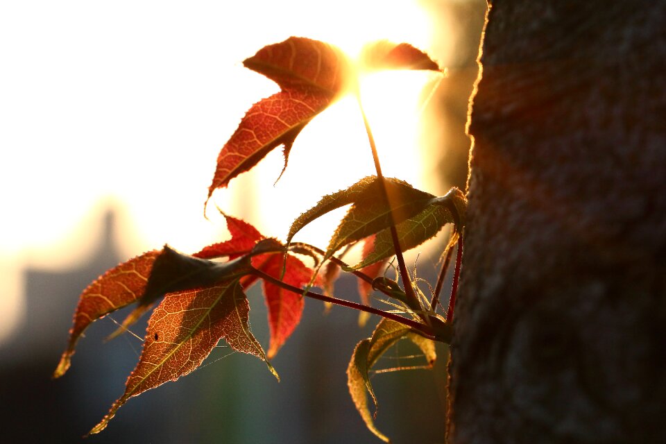 Foliage sunset shadow