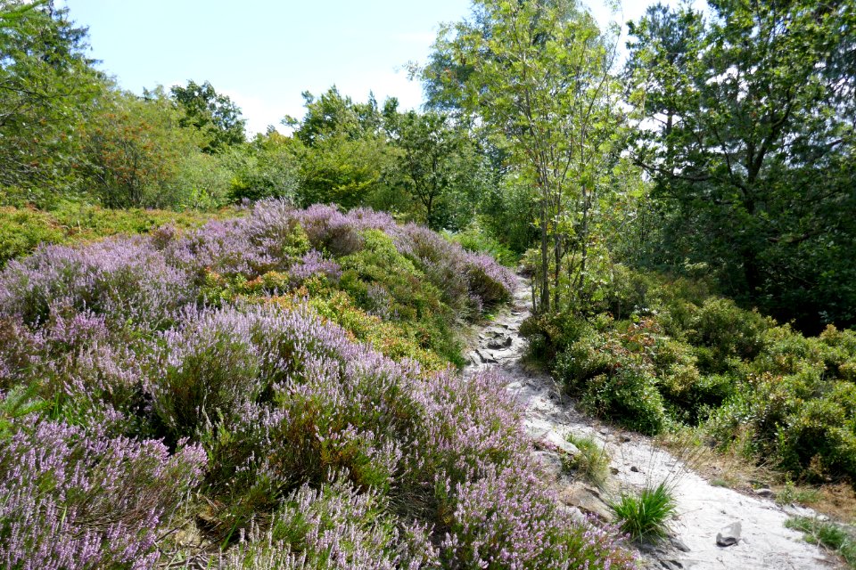 Lippische Velmerstot - 14