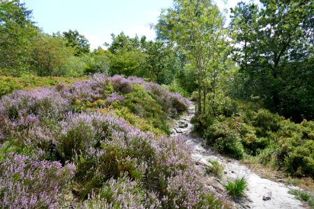 Lippische Velmerstot - 14
