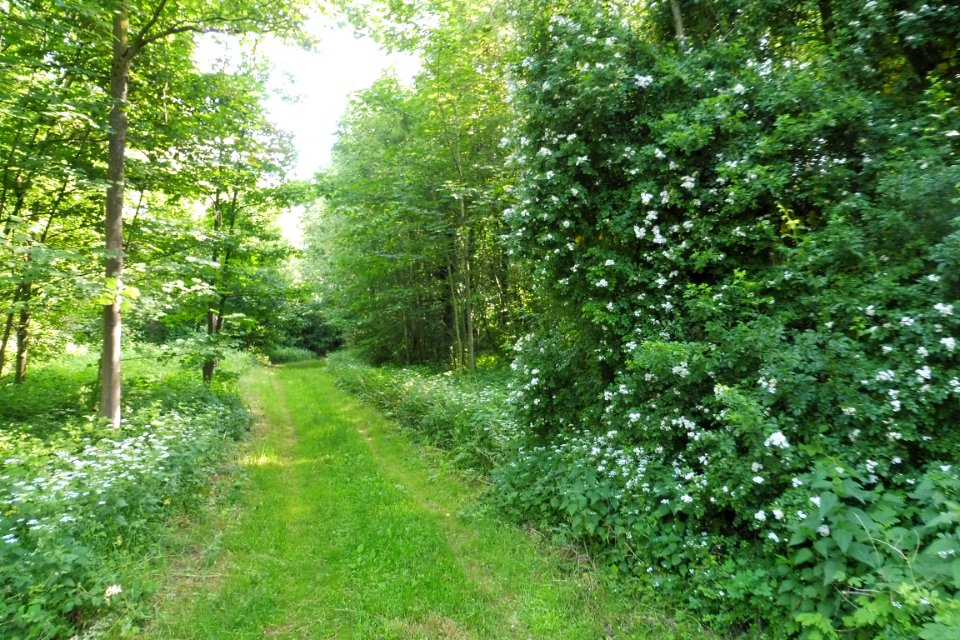 Lippstadt - Margaretensee - 8