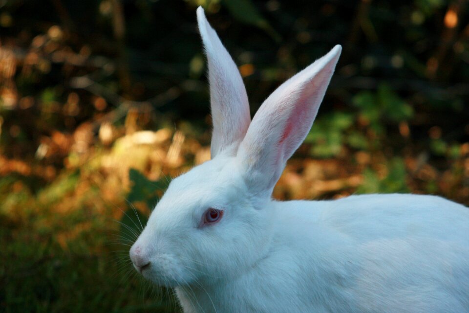 Humane attitude bio ears big