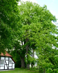 Lippling - ND 5 Linden an der alten Kapelle - 2