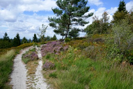 Lippische Velmerstot - 09