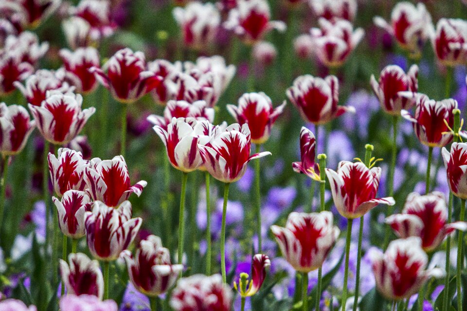Flower spring nature