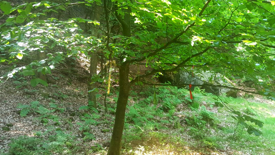 Lippische Velmerstot-Labyrinth (2)