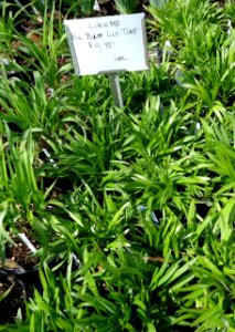 LirioPG Bing Bung Lily Turf
