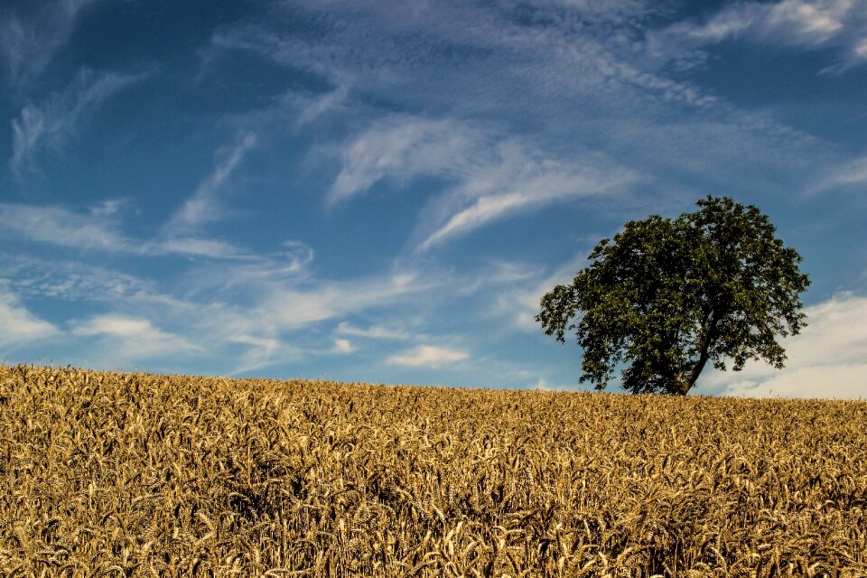 Landscape nature summer