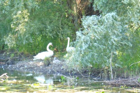 Lipperode - LSG Lippeaue - Schwanenfamilie