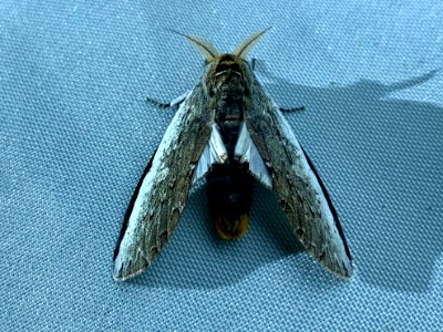 Lirimiris auriflua 58832927