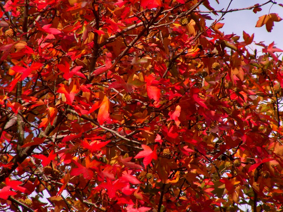 Liquidambar styraciflua, Allegheny Cemetery, 2015-11-02, 09