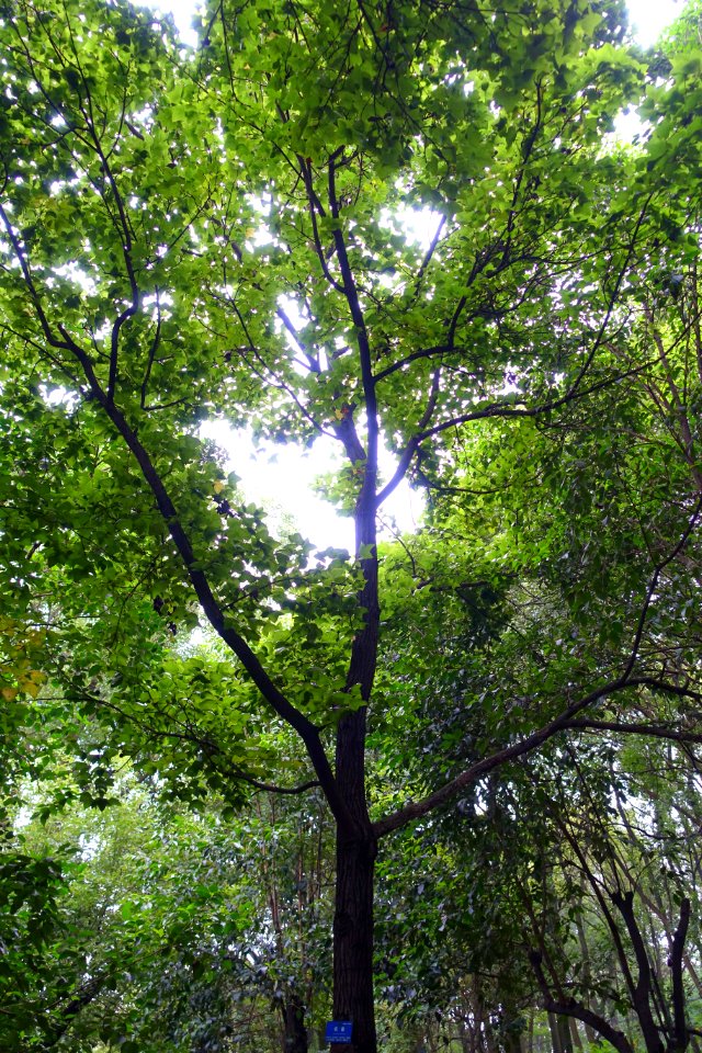 Liquidambar formosana - Chengdu Botanical Garden - Chengdu, China - DSC03613