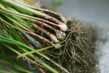 Gardening garlic roots