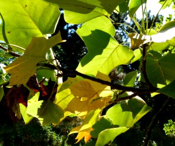 Liriodendron tulipifera feuilles