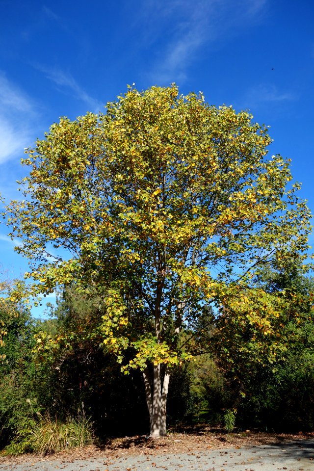 Liriodendron chinense - Quarryhill Botanical Garden - DSC03399