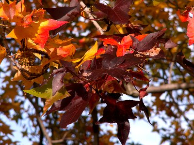 Liquidambar styraciflua, Allegheny Cemetery, 2015-11-02, 01