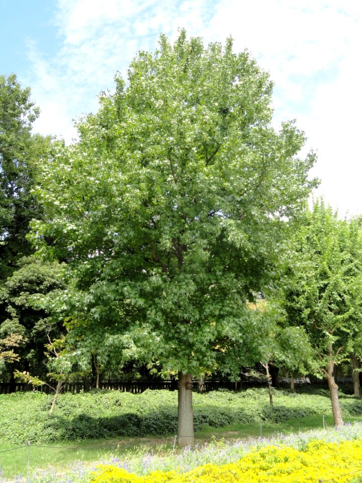 Liquidambar styraciflua - Nagai Botanical Garden - DSC07646