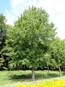 Liquidambar styraciflua - Nagai Botanical Garden - DSC07646