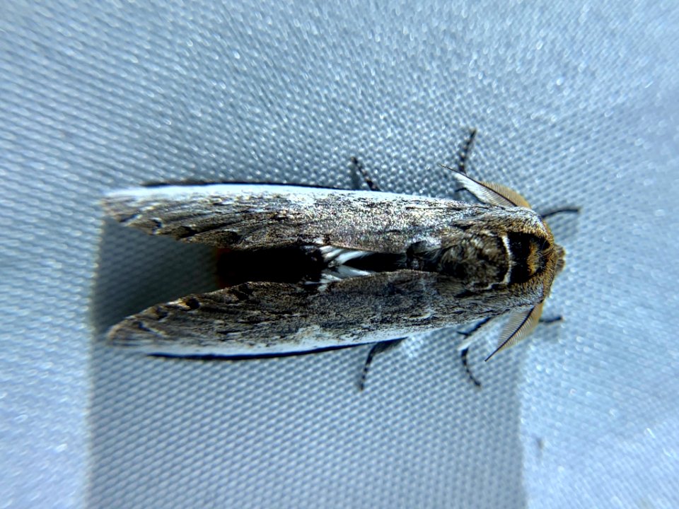 Lirimiris auriflua 58832936