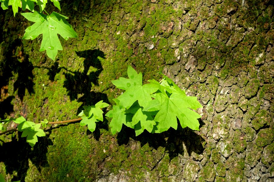 Liquidambar orientalis - Orto botanico - Rome, Italy - DSC09849