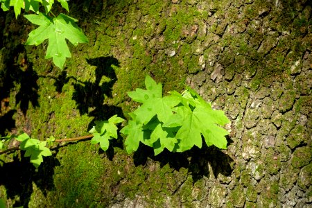 Liquidambar orientalis - Orto botanico - Rome, Italy - DSC09849