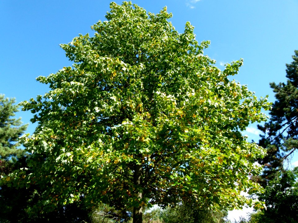 Liriodendron tulipifera 6