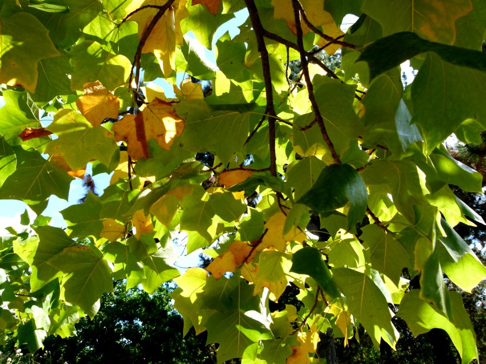 Liriodendron tulipifera 5