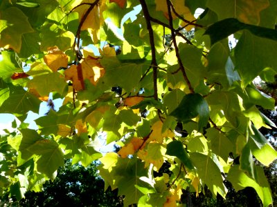 Liriodendron tulipifera 5 photo