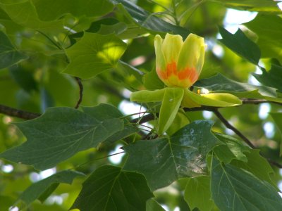 Liriodendron tulipifera, 2015-05-24, Schenley Park, 01 photo