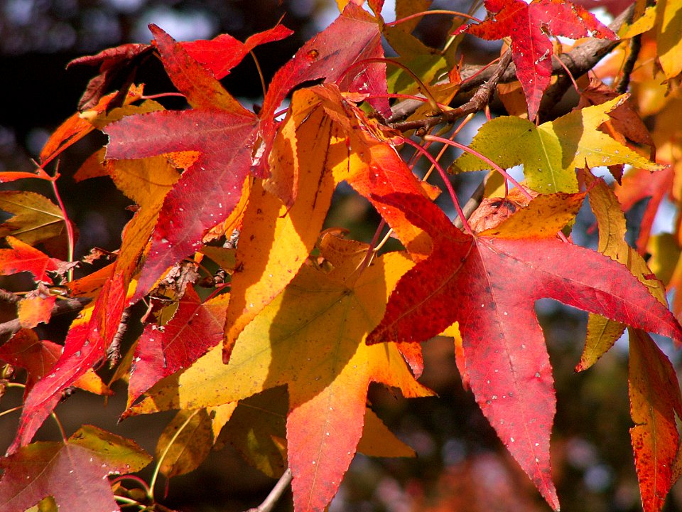 Liquidambar styraciflua, Allegheny Cemetery, 2015-11-02, 06