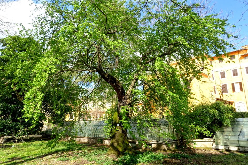 Liquidambar orientalis and French Greenhouse, c. 1883-1884 - Orto botanico - Rome, Italy - DSC09851