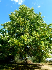 Liriodendron tulipifera 7