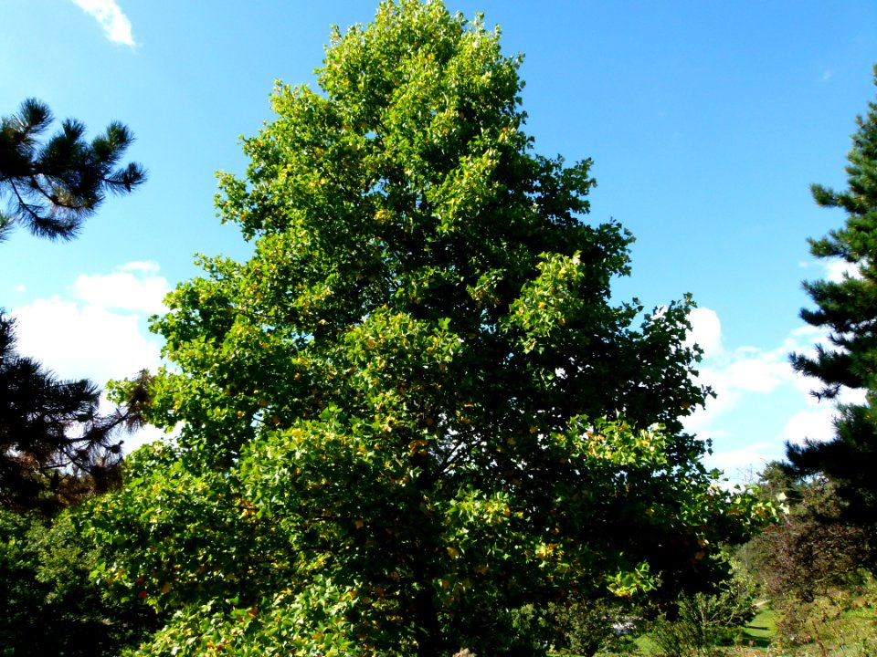 Liriodendron tulipifera 3