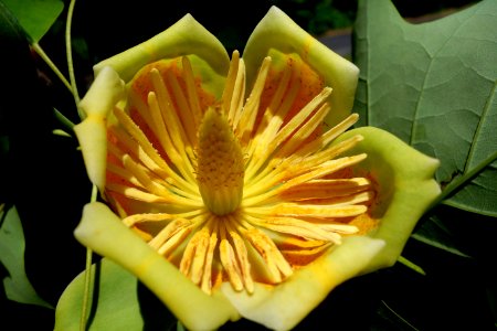 Liriodendron tulipifera x chinense - Arnold Arboretum - DSC06974 photo
