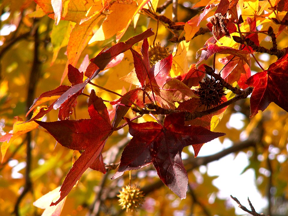 Liquidambar styraciflua, Allegheny Cemetery, 2015-11-02, 03