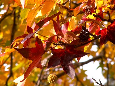 Liquidambar styraciflua, Allegheny Cemetery, 2015-11-02, 03