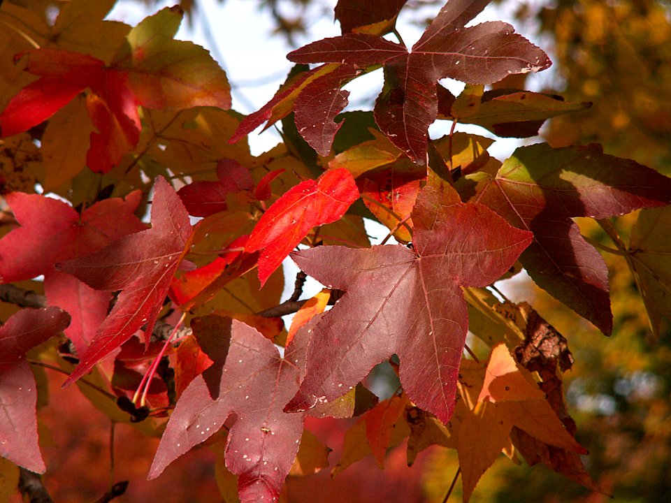 Liquidambar styraciflua, Allegheny Cemetery, 2015-11-02, 02