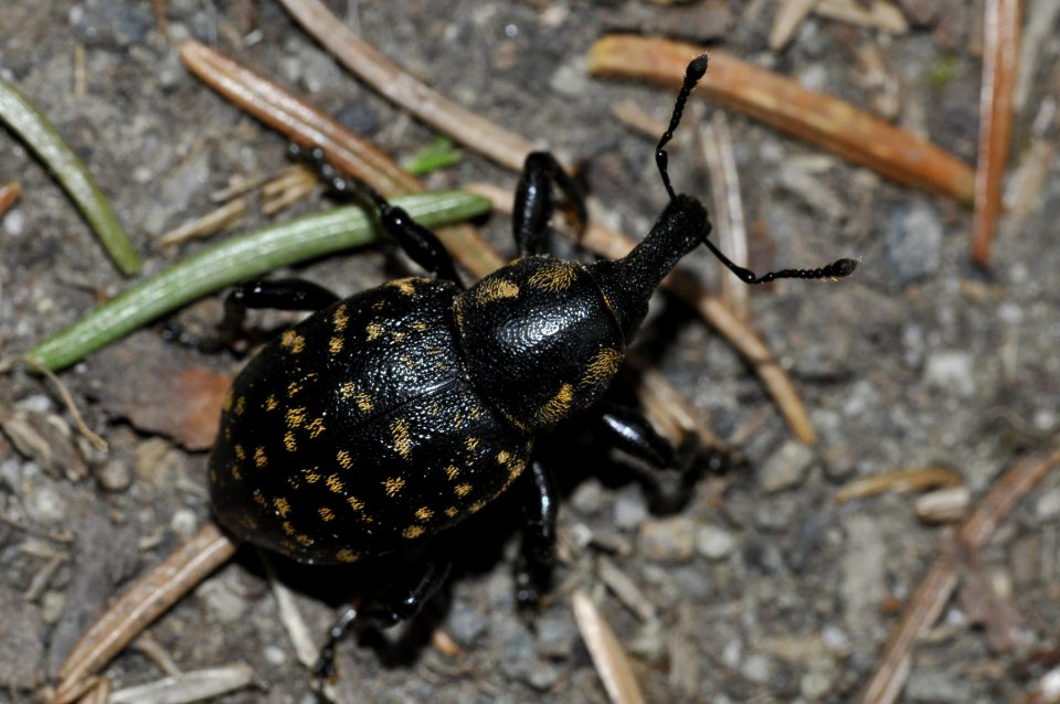 Liparus-germanus-03-fws