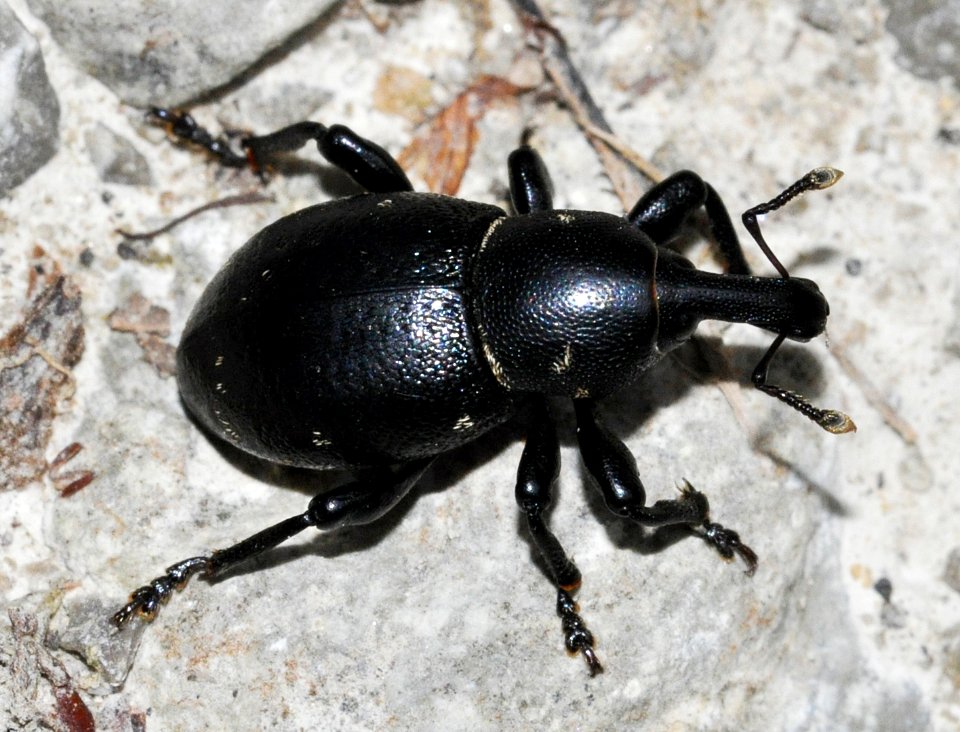Liparus-coronatus-02-fws