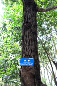 Liquidambar formosana - Chengdu Botanical Garden - Chengdu, China - DSC03609