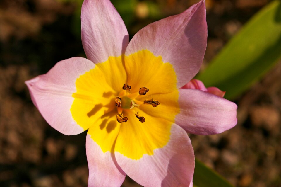 Spring blossom bloom