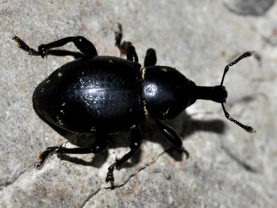 Liparus-coronatus-01-fws