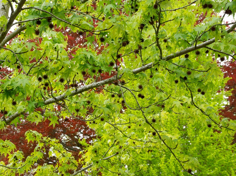 Liquidambar styraciflua Copalme d'Amérique Fontainebleau