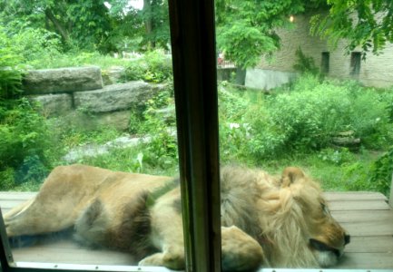 Lion buff zoo photo