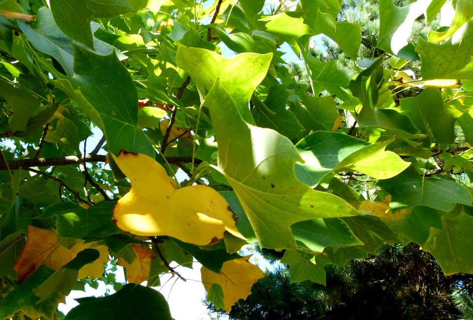 Liriodendron tulipifera feuilles 2