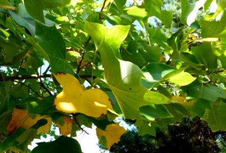 Liriodendron tulipifera feuilles 2 photo