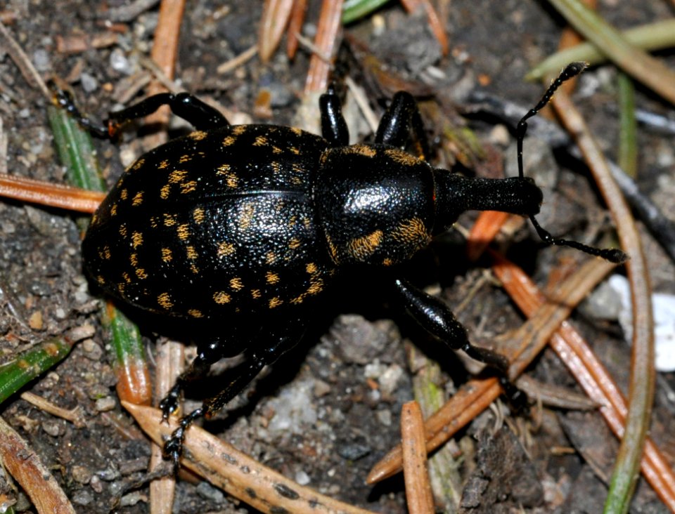 Liparus-germanus-01-fws