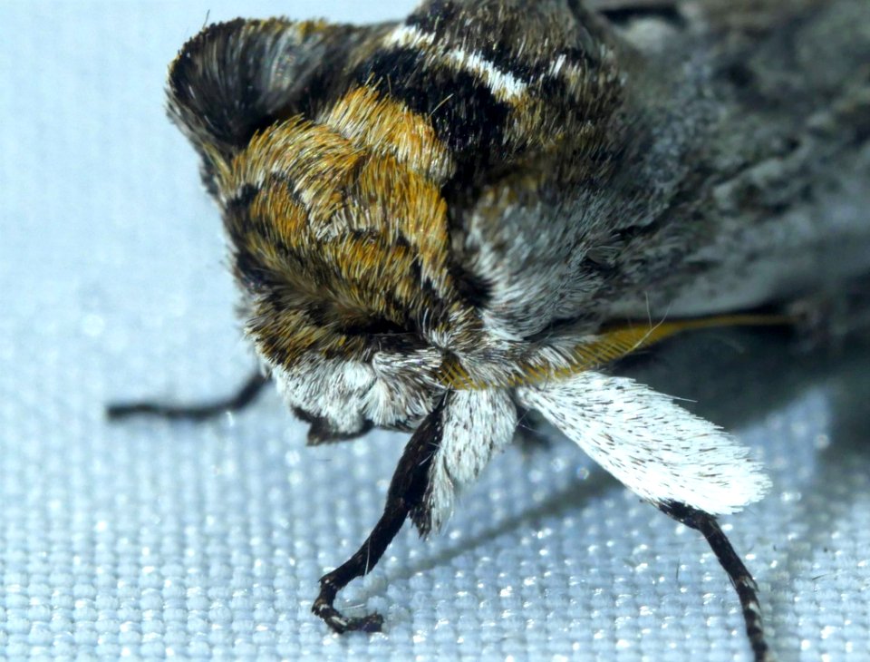 Lirimiris auriflua 60471025