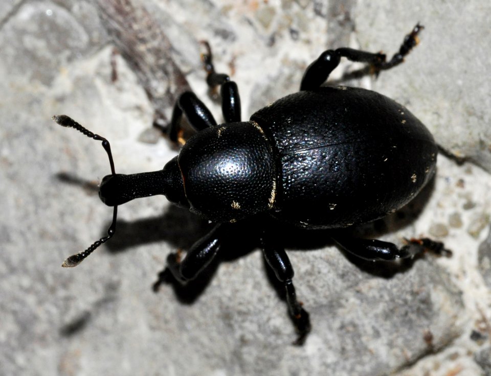 Liparus-coronatus-05-fws