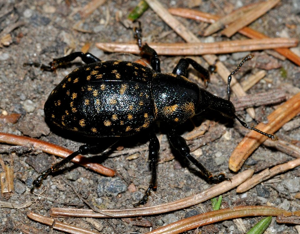 Liparus-germanus-05-fws