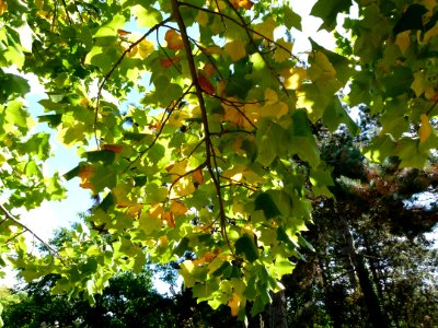 Liriodendron tulipifera 4